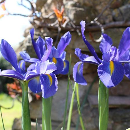 Mas Les Romarins, 10 Min D'Uzes, Piscine Et Grand Jardin Clos, Jeux, Nid De Repos Et Base Pour Activites Dans Le Gard (Adults Only) Esterno foto